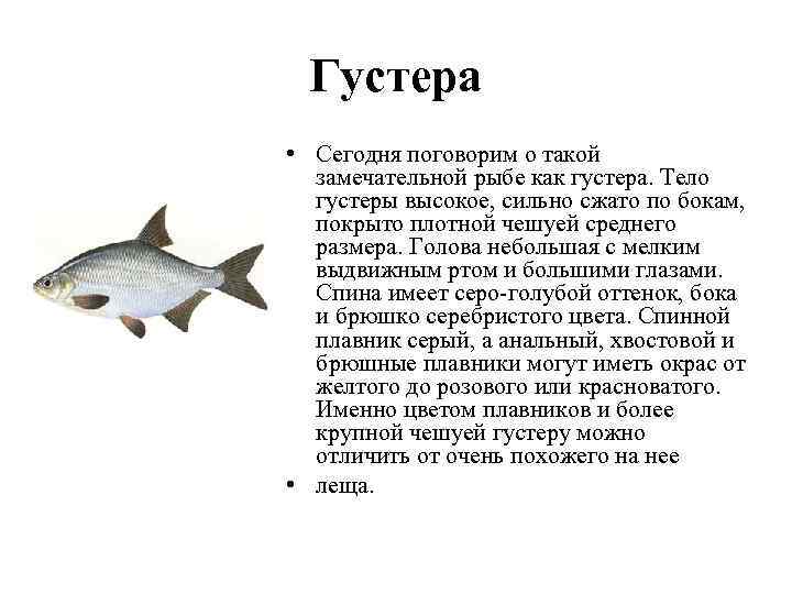 Густера • Сегодня поговорим о такой замечательной рыбе как густера. Тело густеры высокое, сильно