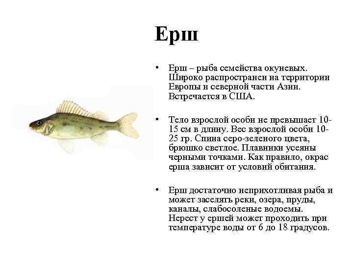 Ерш • Ерш – рыба семейства окуневых. Широко распространен на территории Европы и северной