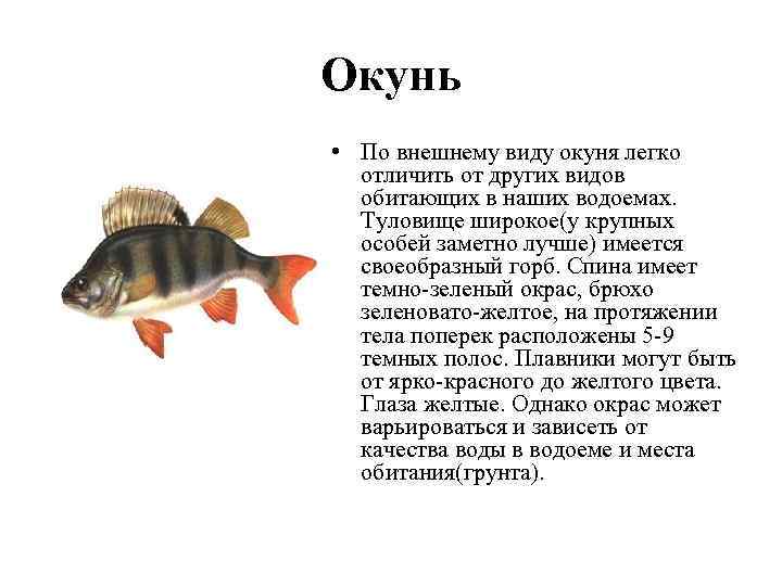 Окунь • По внешнему виду окуня легко отличить от других видов обитающих в наших