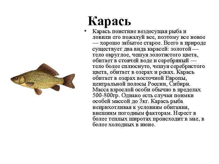 Карась • Карась поистине вездесущая рыба и ловили его пожалуй все, поэтому все новое