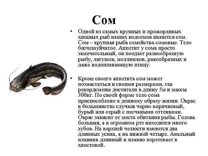 Сом • Одной из самых крупных и прожорливых хищных рыб наших водоемов является сом.