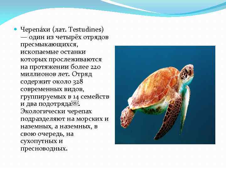  Черепа хи (лат. Testudines) — один из четырёх отрядов пресмыкающихся, ископаемые останки которых