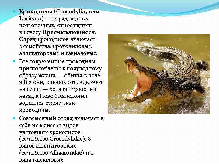  Крокодилы (Crocodylia, или Loricata) — отряд водных позвоночных, относящихся к классу Пресмыкающиеся. Отряд