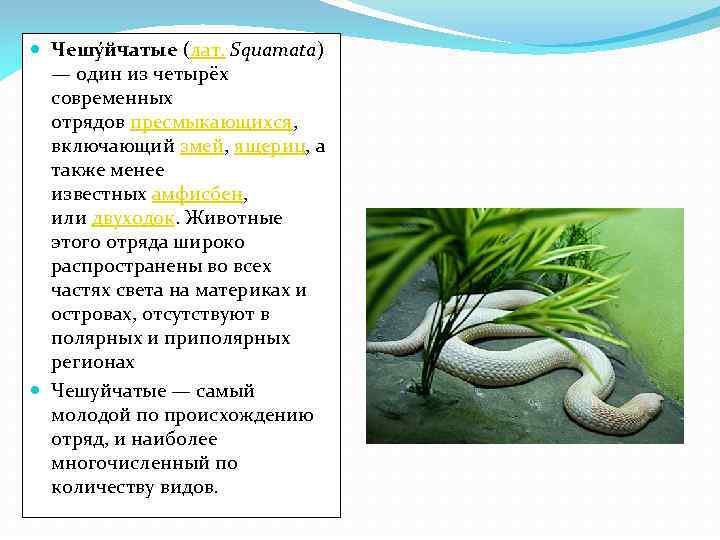  Чешу йчатые (лат. Squamata) — один из четырёх современных отрядов пресмыкающихся, включающий змей,