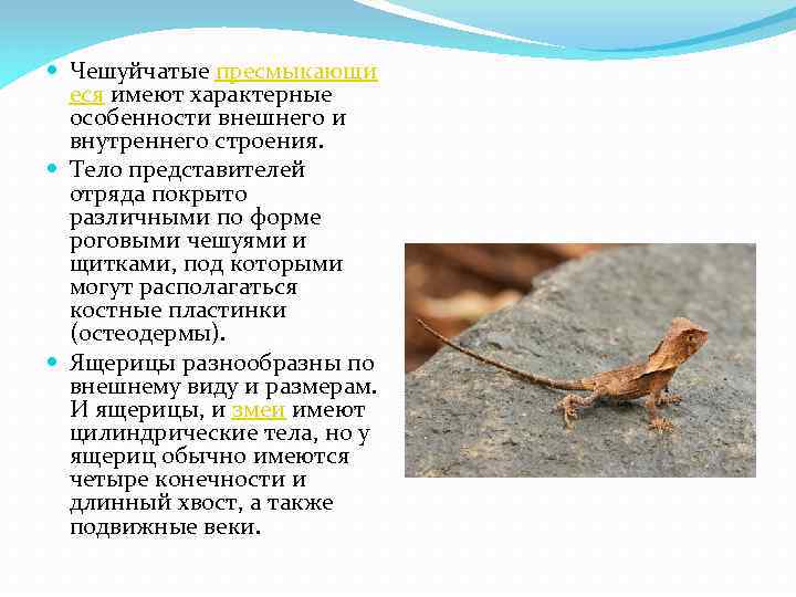  Чешуйчатые пресмыкающи еся имеют характерные особенности внешнего и внутреннего строения. Тело представителей отряда