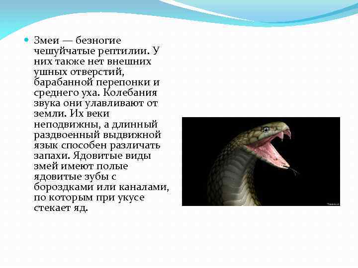  Змеи — безногие чешуйчатые рептилии. У них также нет внешних ушных отверстий, барабанной