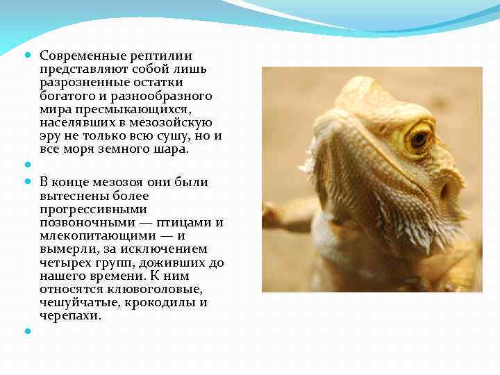  Современные рептилии представляют собой лишь разрозненные остатки богатого и разнообразного мира пресмыкающихся, населявших