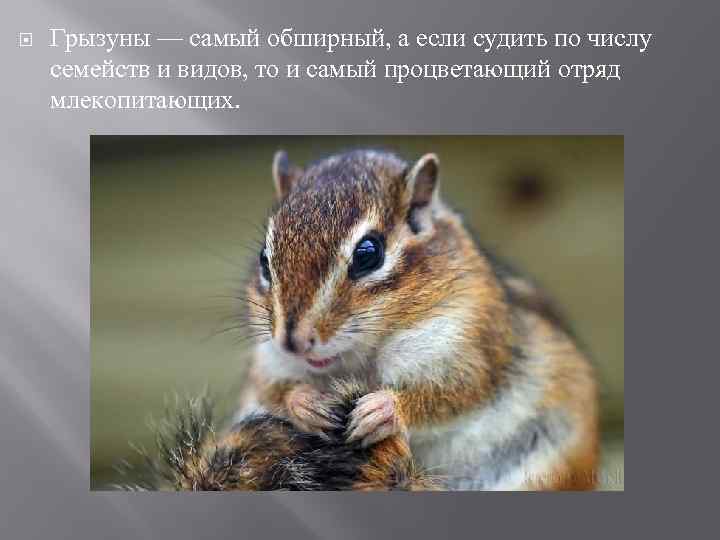  Грызуны — самый обширный, а если судить по числу семейств и видов, то