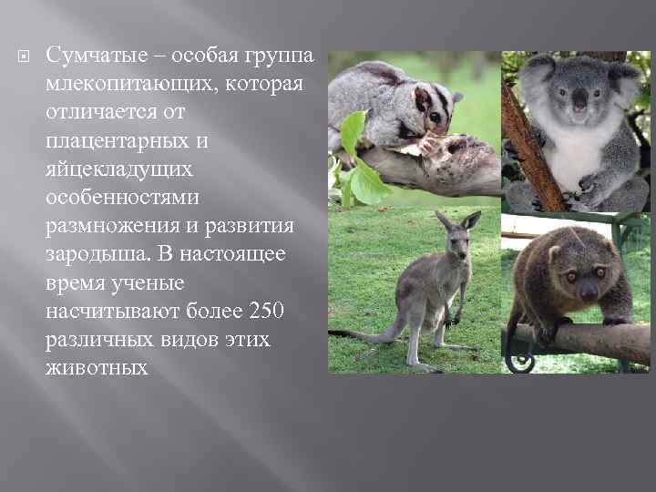  Сумчатые – особая группа млекопитающих, которая отличается от плацентарных и яйцекладущих особенностями размножения