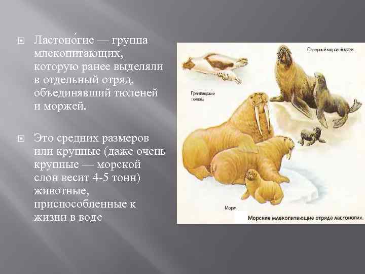  Ластоно гие — группа млекопитающих, которую ранее выделяли в отдельный отряд, объединявший тюленей