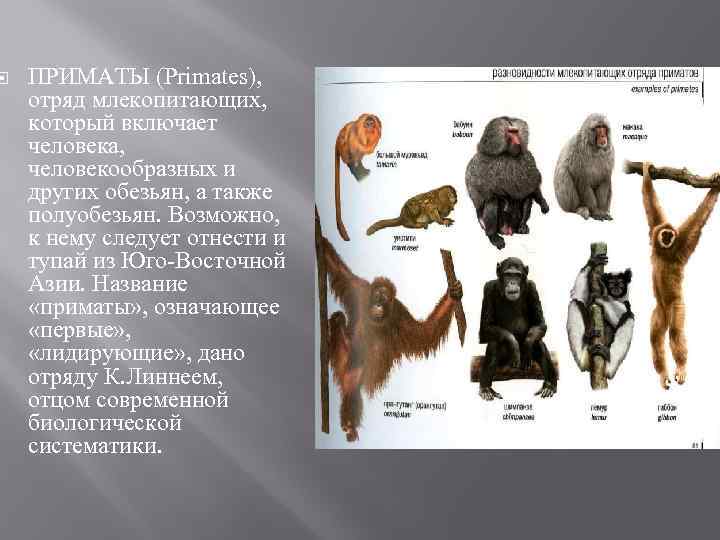  ПРИМАТЫ (Primates), отряд млекопитающих, который включает человека, человекообразных и других обезьян, а также