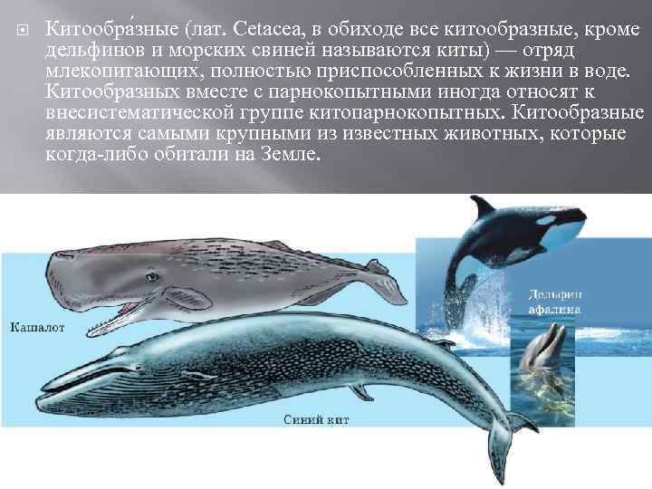  Китообра зные (лат. Cetacea, в обиходе все китообразные, кроме дельфинов и морских свиней