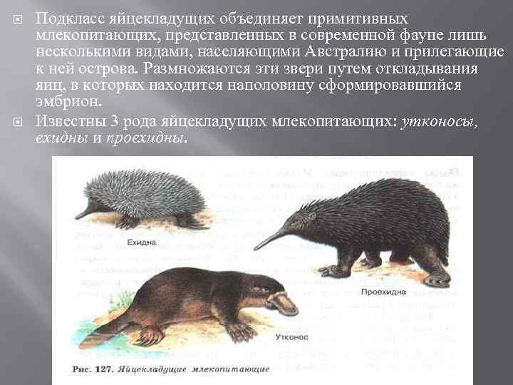  Подкласс яйцекладущих объединяет примитивных млекопитающих, представленных в современной фауне лишь несколькими видами, населяющими