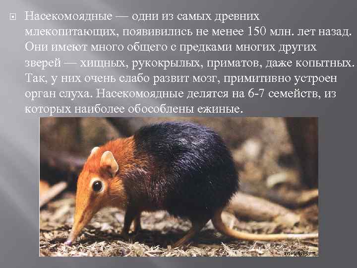  Насекомоядные — одни из самых древних млекопитающих, появивились не менее 150 млн. лет