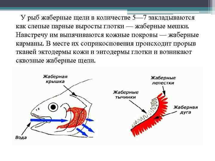 У рыб жаберные щели в количестве 5— 7 закладываются как слепые парные выросты глотки