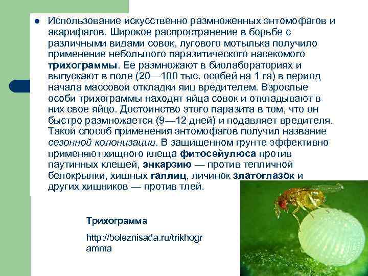 l Использование искусственно размноженных энтомофагов и акарифагов. Широкое распространение в борьбе с различными видами