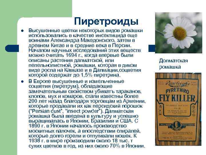 Пиретроиды l l Высушенные цветки некоторых видов ромашки использовались в качестве инсектицида еще воинами