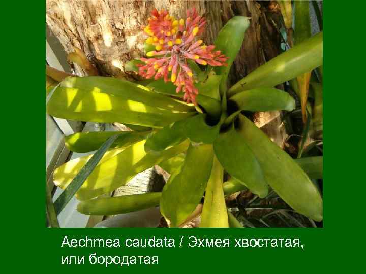 Aechmea caudata / Эхмея хвостатая, или бородатая 