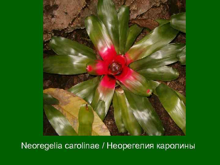 Neoregelia carolinae / Неорегелия каролины 