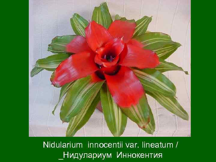 Nidularium innocentii var. lineatum / _Нидулариум Иннокентия 