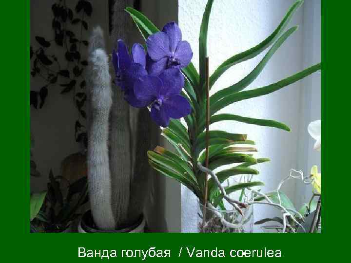 Ванда голубая / Vanda coerulea 