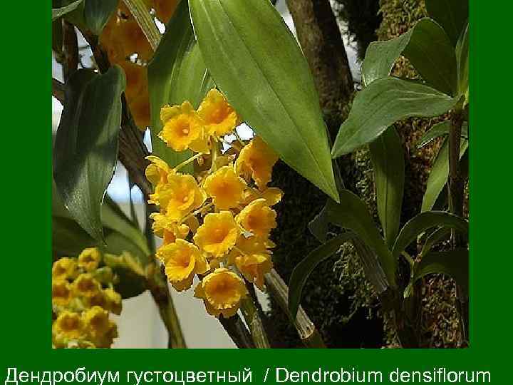  Дендробиум густоцветный / Dendrobium densiflorum 