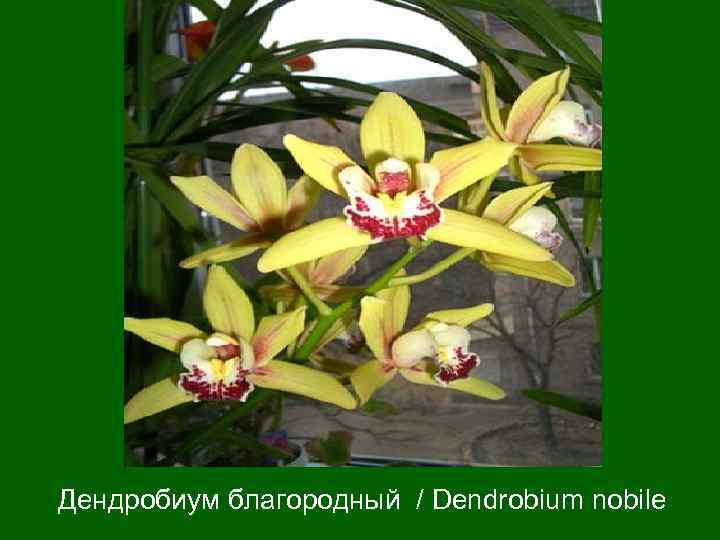 Дендробиум благородный / Dendrobium nobile 