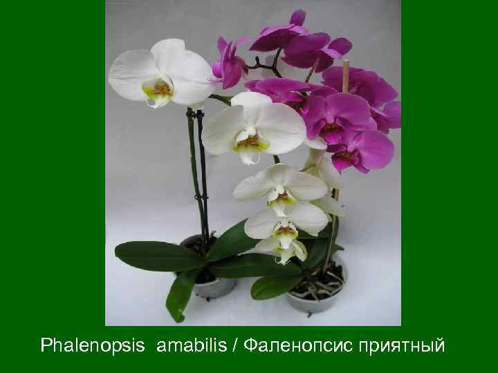 Phalenopsis amabilis / Фаленопсис приятный 