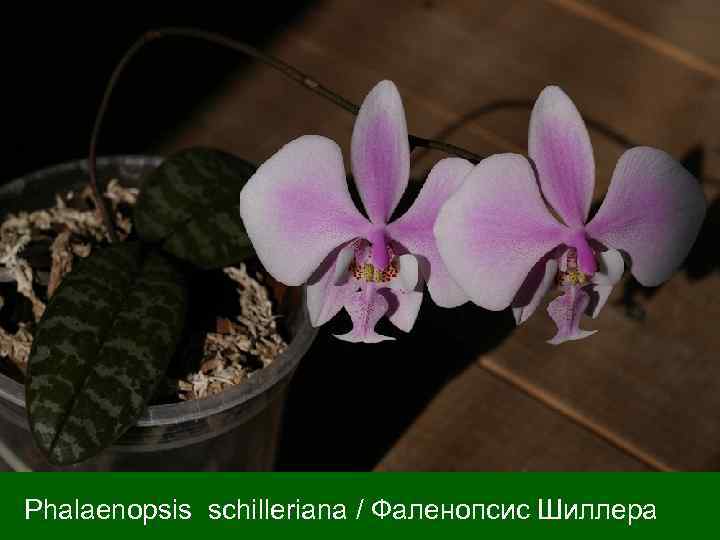 Phalaenopsis schilleriana / Фаленопсис Шиллера 