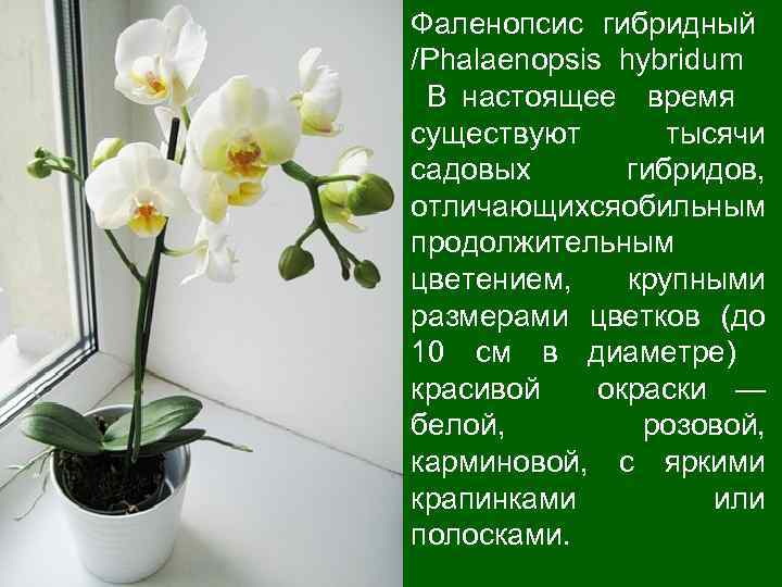 Фаленопсис гибридный /Phalaenopsis hybridum В настоящее время существуют тысячи садовых гибридов, отличающихся бильным о