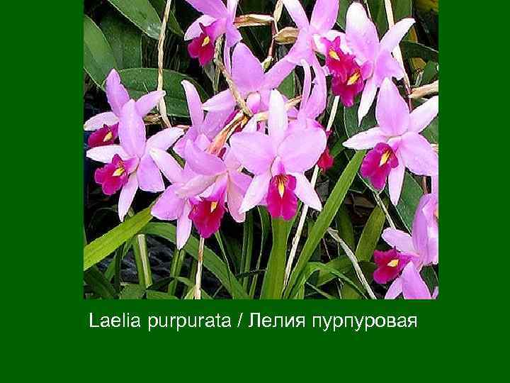 Laelia purpurata / Лелия пурпуровая 