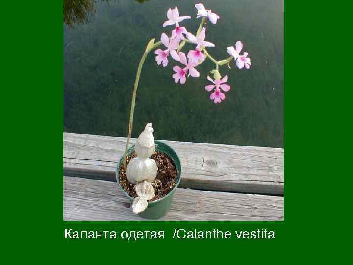 Каланта одетая /Calanthe vestita 