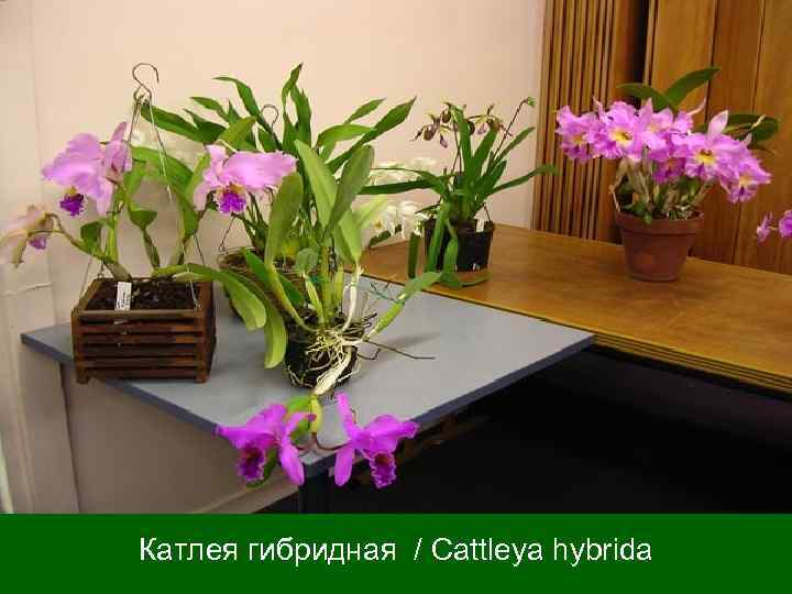 Катлея гибридная / Cattleya hybrida 