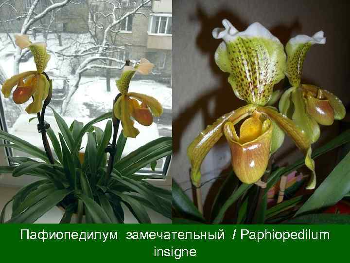 Пафиопедилум замечательный / Paphiopedilum insigne 