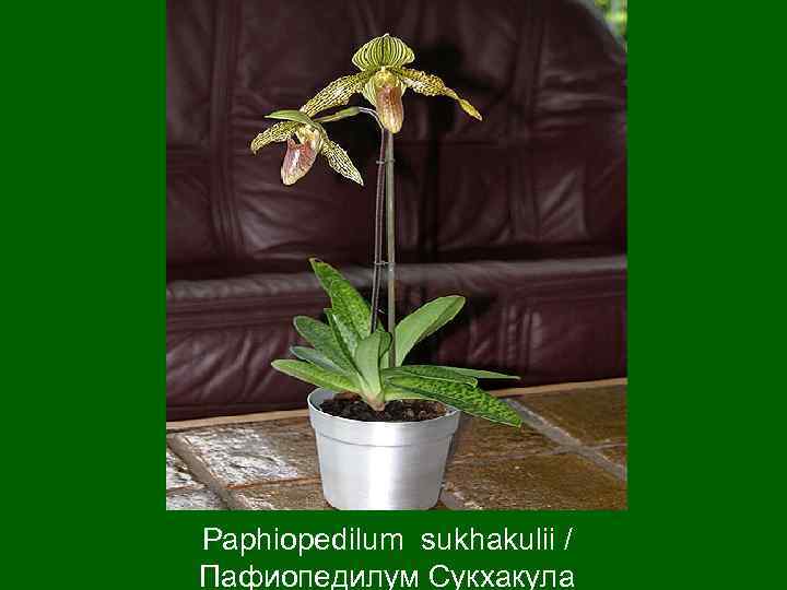 Paphiopedilum sukhakulii / Пафиопедилум Сукхакула 