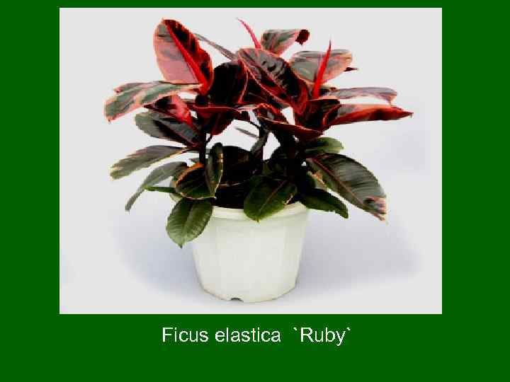 Ficus еlastica `Ruby` 