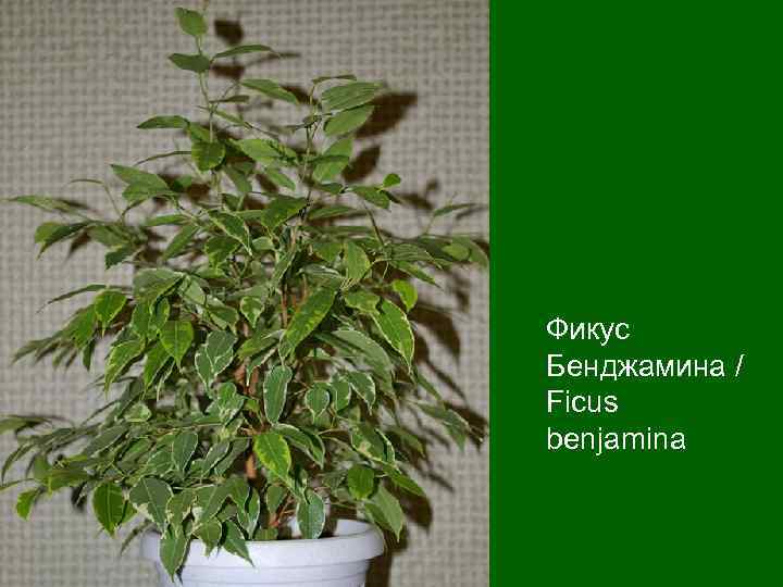 Фикус Бенджамина / Ficus benjamina 