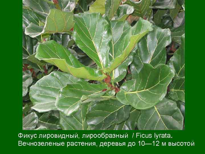 Фикус лировидный, лирообразный / Ficus lyrata. Вечнозеленые растения, деревья до 10— 12 м высотой