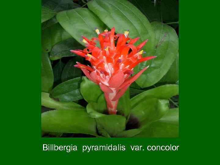 Billbergia pyramidalis var. concolor 