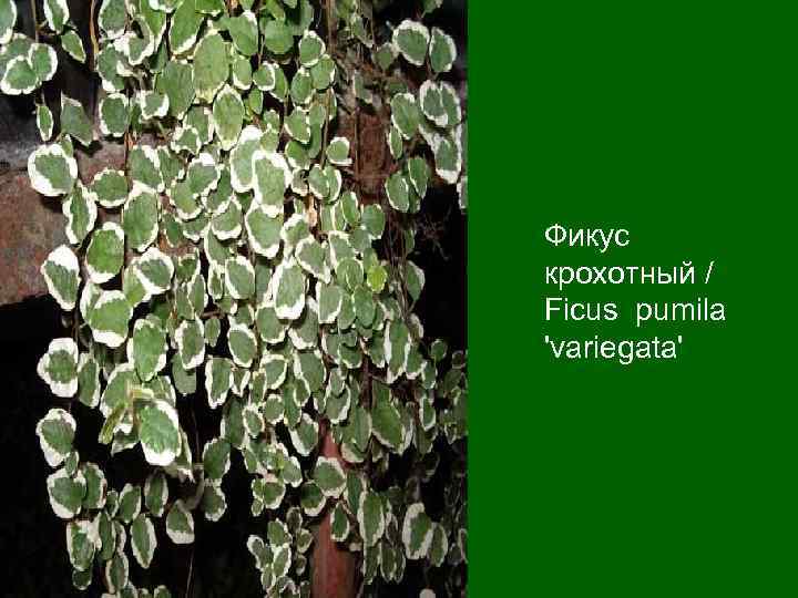 Фикус крохотный / Ficus pumila 'variegatа' 