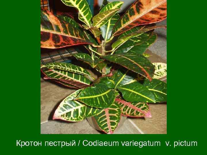 Кротон пестрый / Codiaeum variegatum v. pictum 