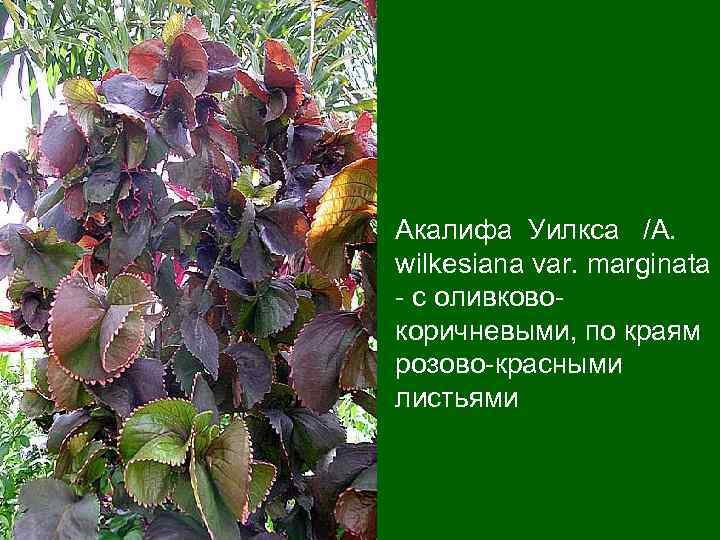 Акалифа Уилкса /A. wilkesiana var. marginata - с оливковокоричневыми, по краям розово-красными листьями 