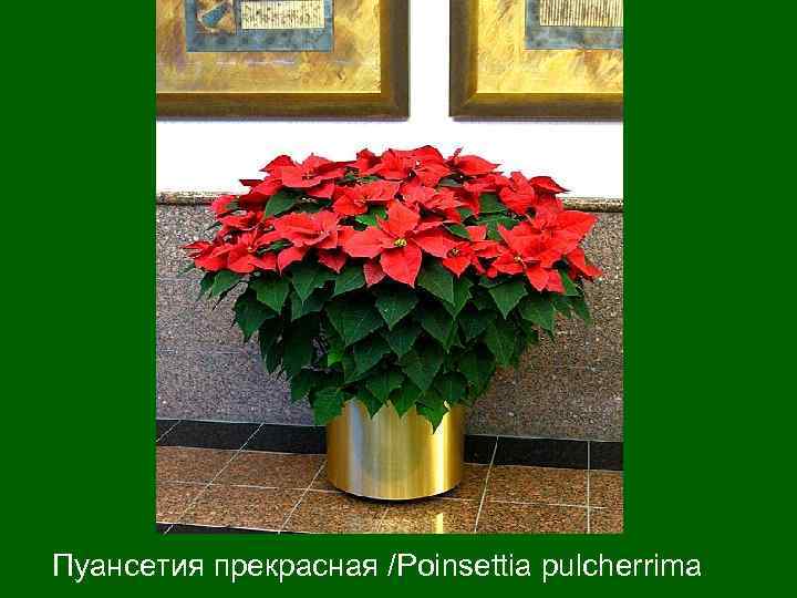 Пуансетия прекрасная /Poinsettia pulcherrima 