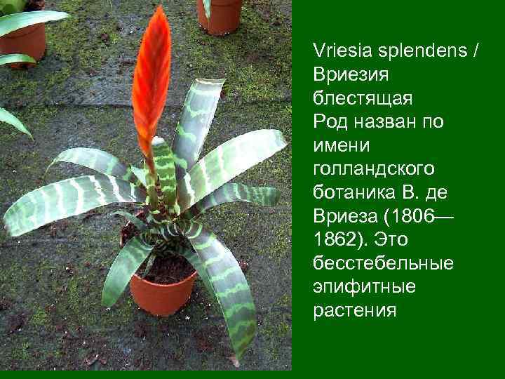 Vriesia splendens / Вриезия блестящая Род назван по имени голландского ботаника В. де Вриеза