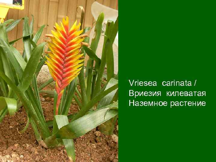 Vriesea carinata / Вриезия килеватая Наземное растение 