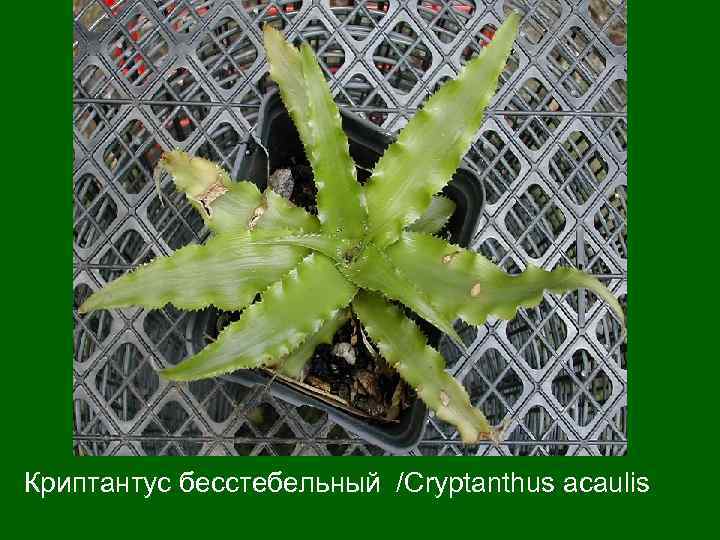 Криптантус бесстебельный /Сryptanthus acaulis 