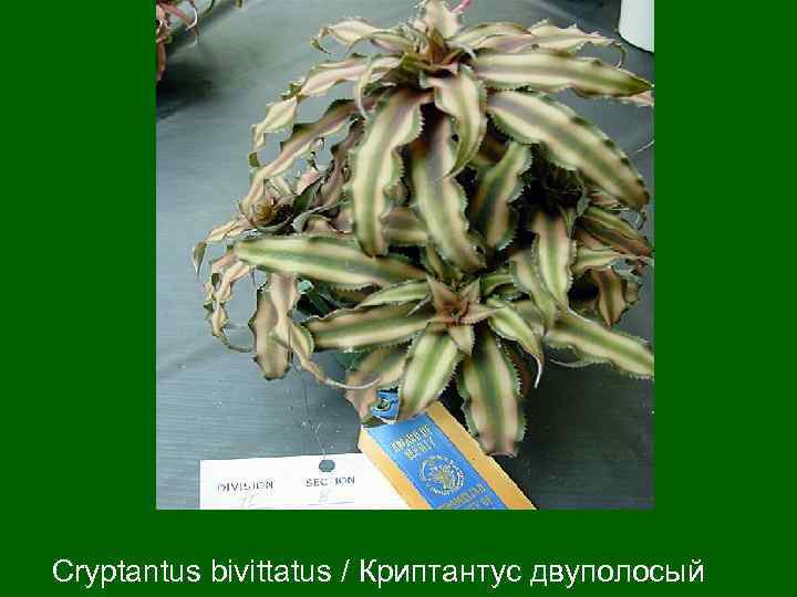 Cryptantus bivittatus / Криптантус двуполосый 