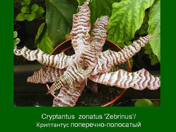 Cryptantus zonatus 'Zebrinus‘/ Криптантус поперечно-полосатый 