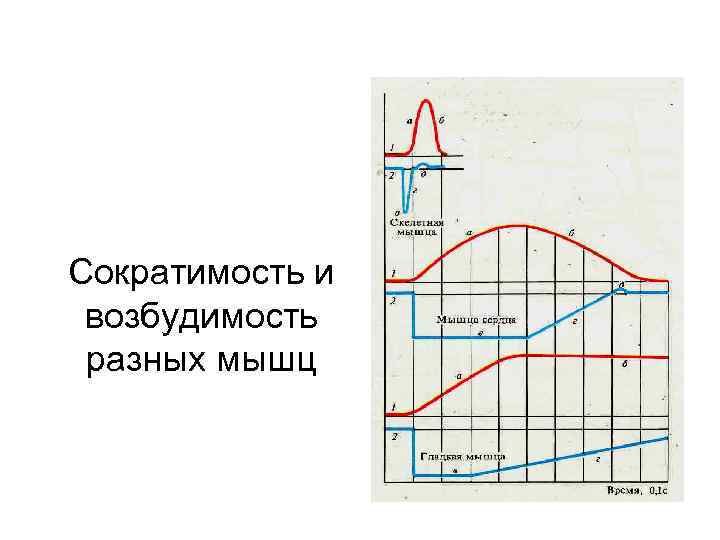 Сократимость и возбудимость разных мышц 