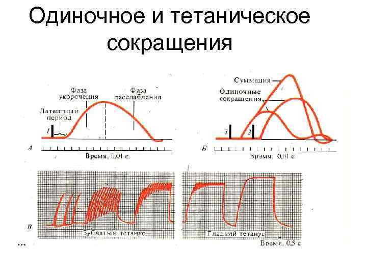 Одиночное и тетаническое сокращения 